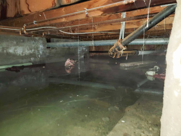 Best Flood restoration services  in West Portsmouth, OH