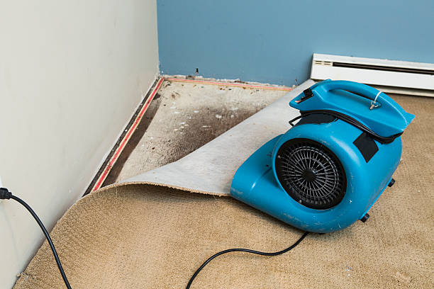 Best Carpet water damage restoration  in West Portsmouth, OH